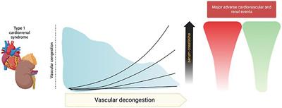 How to interpret serum creatinine increases during decongestion